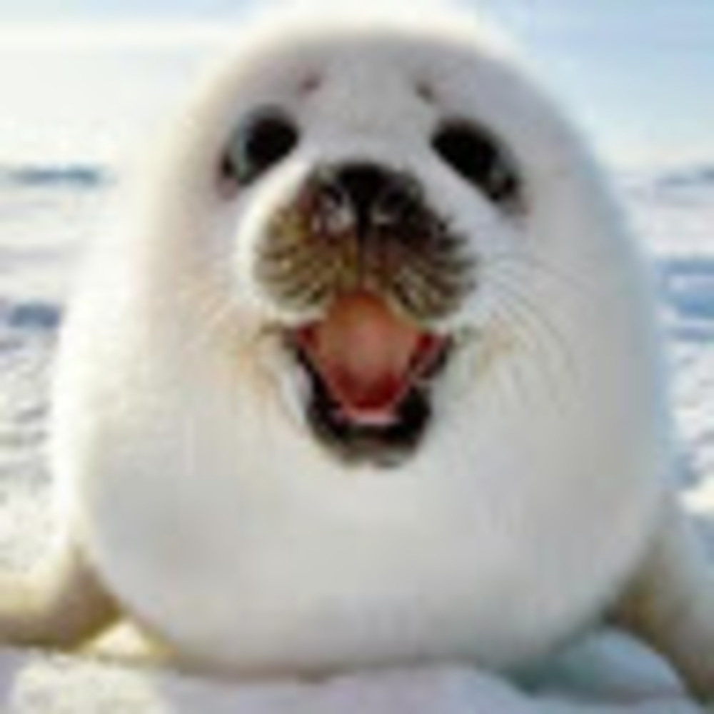 Meet your Posher, Annalyse